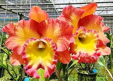 Cattleya rlc sumintra - cattleya, rlc.sumintra