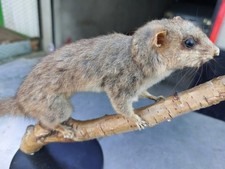 Ghiro imbalsamato  tassidermia taxidermy Dormouse Trofeo caccia