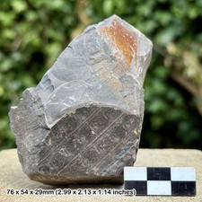 Sigillaria mammilaris Fossil