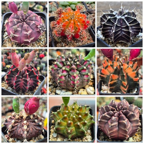 Gymnocalycium mihanovichii mix