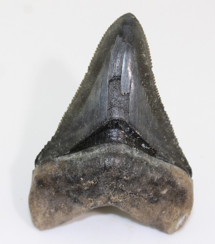 megalodon