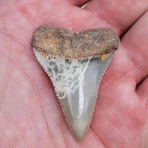 Autentico fossile - 1, 7/8"