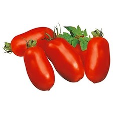 Pianta di Pomodoro San Marzano