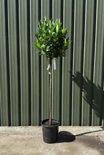 Alloro "Laurus nobilis" pianta sempreverde ad alberello in vaso ø20 cm h 110/130