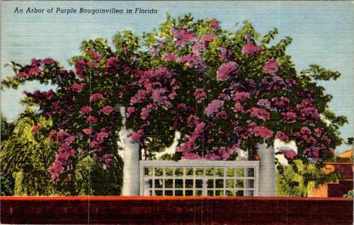 Bouganvillea arbor florida - bouganvillea,