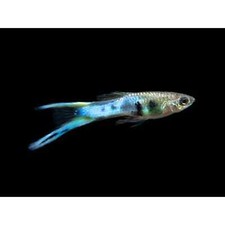 PZ.5 Endler Japan Blue - Pesci