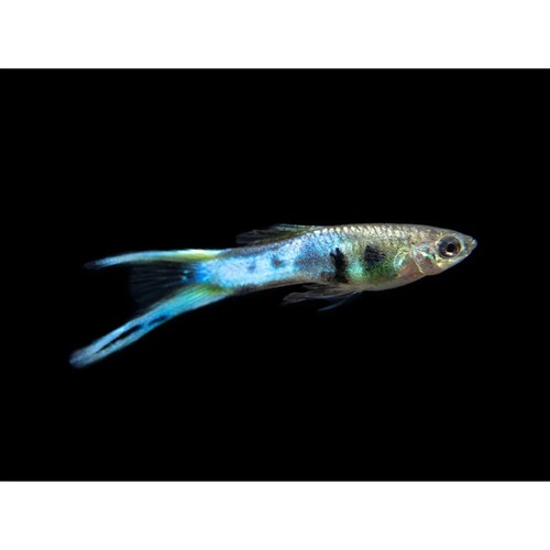 Endler japan blue - pz.5, pesci