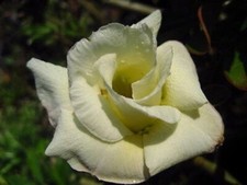 Semi adenium obesum - semi, di