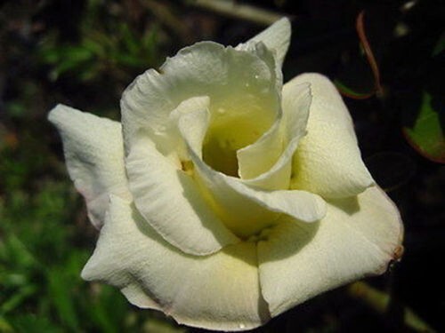 Semi adenium obesum - di,