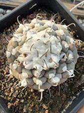 Turbinicarpus jaunigii rara