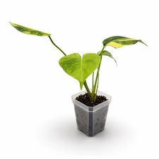Monstera Aurea Variegata