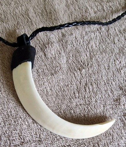Autentico dente cinghiale - autentico, di