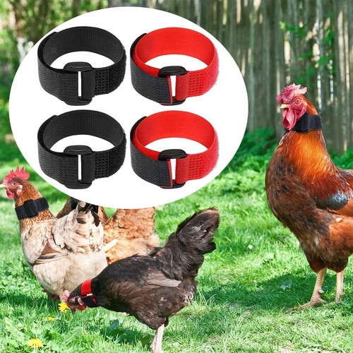 Pezzi galletto gallo - pezzi,