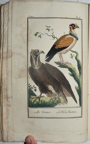Buffon fig 1792 - buffon, fig.