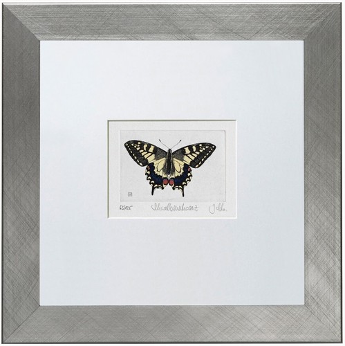Coda rondine papilio - di,