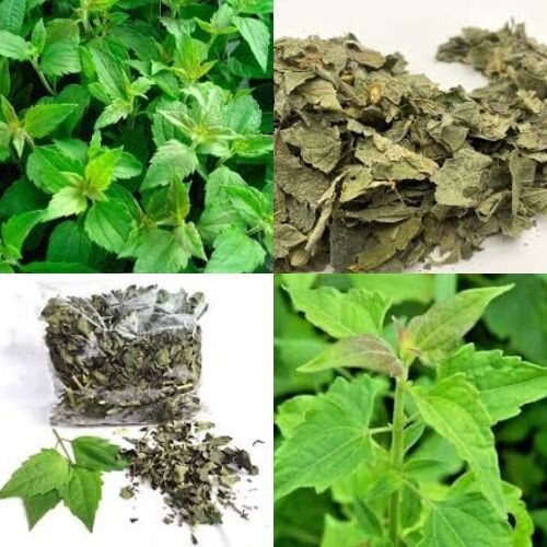 100 foglie essiccate - 100, di