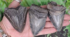 Denti di squalo megalodonte 3