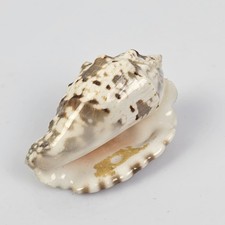 Conchiglia strombus - conchiglia,
