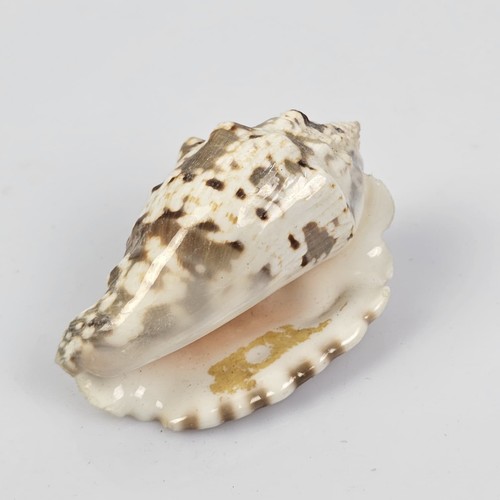 Conchiglia strombus - conchiglia,