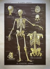 IL CORPO UMANO-TAV. II-Storia