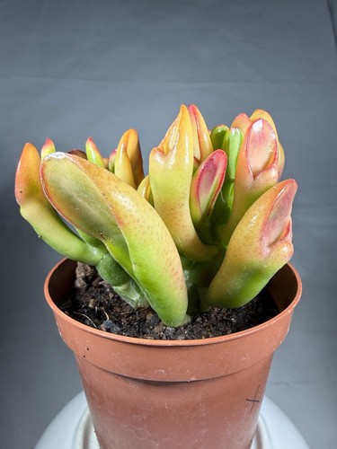 Crassula ovata hobbit il - hobbit,