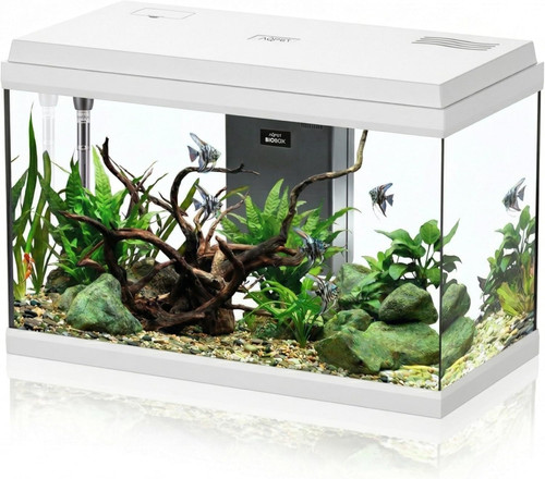 Acquario vetro per pesci - acquario,