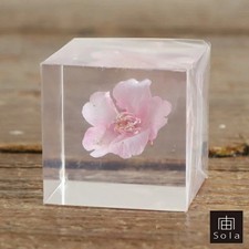Sola cube sakura fiori - sola, di