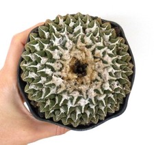 Ariocarpus kotschoubeyanus FR15 SEEDS -  - SEMI di Cactus Raro