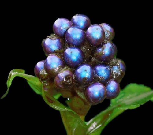 Pollia condensata perla blu - pollia, condensata,