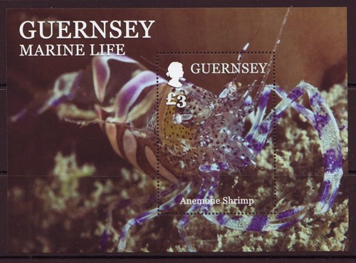 Guernsey 2014 marine life - guernsey,