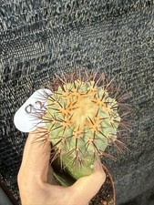 Piante succulente Copiapoa