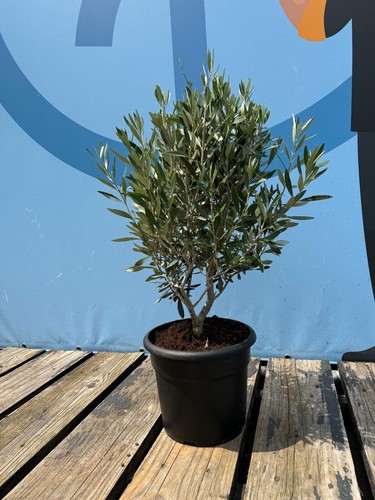 Ulivo olea europea - a, di
