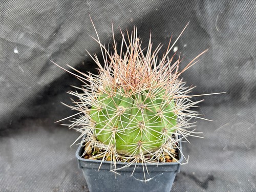 Lobivia formosa cactus piante - formosa,