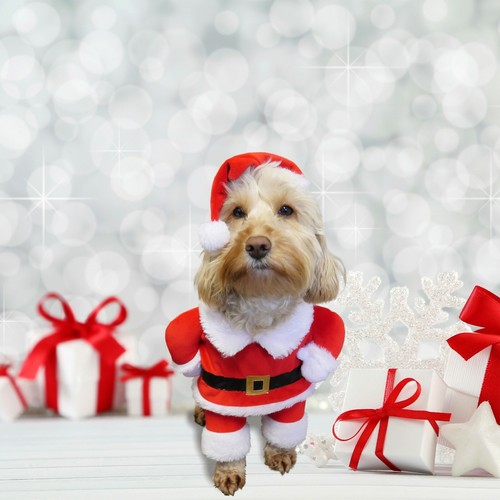 Costume vestito cane - , babbo