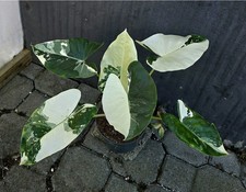  Rizomi potenti Alocasia Macrorrhiza Albo Variegata 