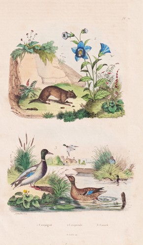 Anatre ducks uccello - ducks, feldmaus