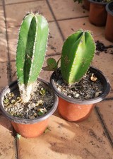 ?️1 Vaso 9 Ø Cm MARGINATOCEREUS MARGINATO Cactus Colonnare CEREUS? +1 Omaggio