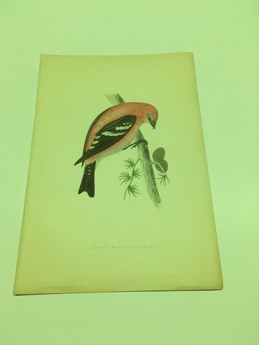 Stampe antiche uccelli - -, rev