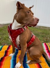 Imbracatura per cani grande