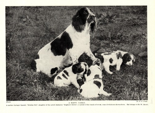 Antica stampa cane springer - cane,