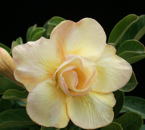 Rosa del deserto - -, adenium
