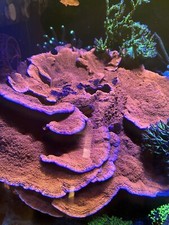 Corallo Montipora Foliosa