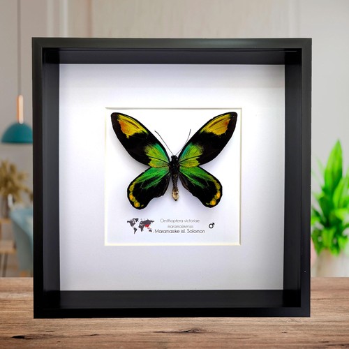 Framed queen victoria birdwing - framed,
