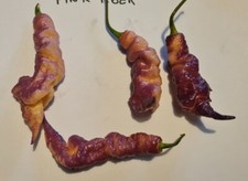 20 semi di Peperoncino