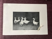Embden Geese,  Antique print