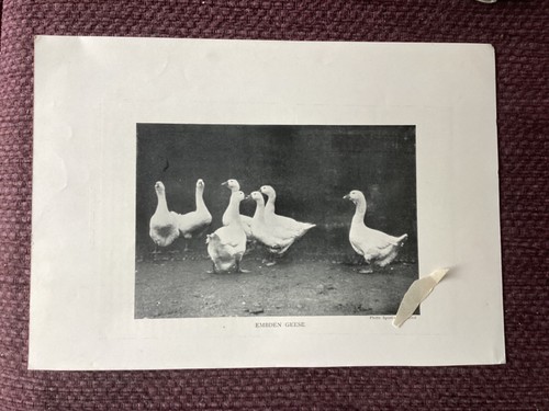 Embden geese antique print - embden,
