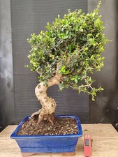 Bonsai olivastro h - olivastro,