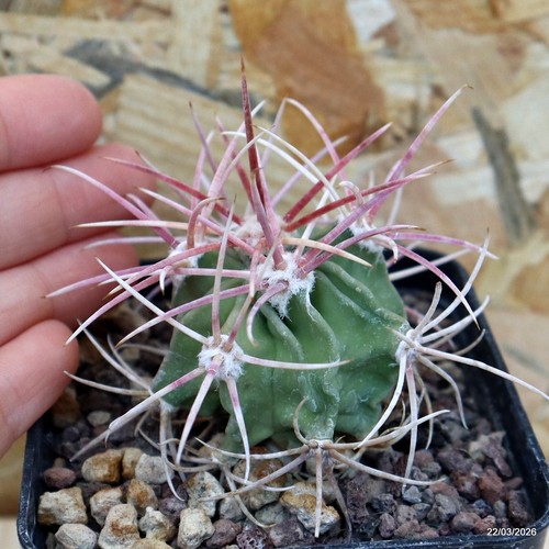 Echinocactus parryi ciudad