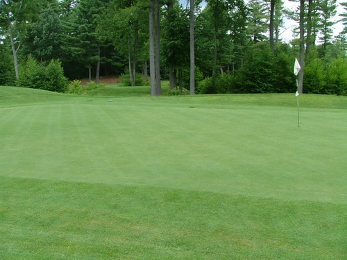 Seedranch creeping bentgrass - seedranch,
