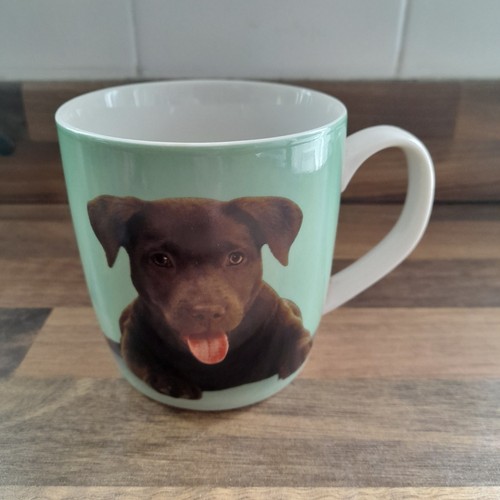 Simpatico cucciolo labrador - cucciolo, di